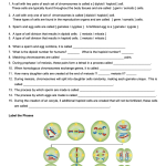 Meiosis Worksheet PDF